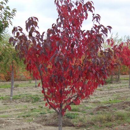 Prunus serrulata 'Royal Burgundy'