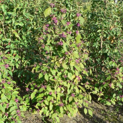Callicarpa bodinieri 'Profusion'