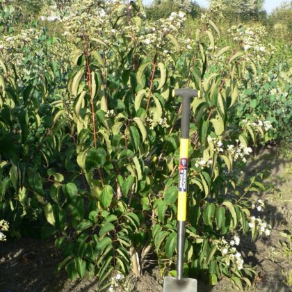 Heptacodium miconioides