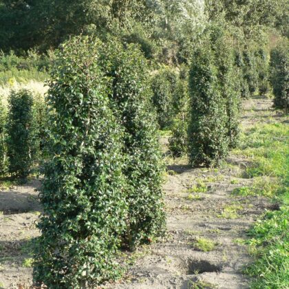 Ilex aquipernyi 'Dragon Lady'