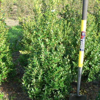 Ilex maximowicsiana var kanehirae