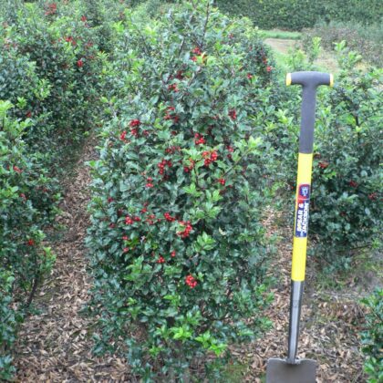 Ilex meserveae 'Blue Prince'