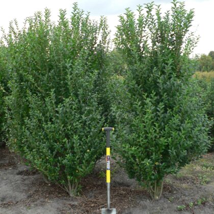 Ligustrum ovalifolium