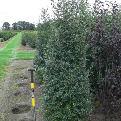 Ligustrum vulgare 'Atrovirens'