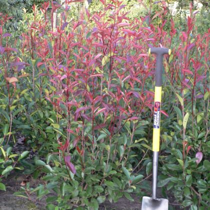 Photinia fraseri 'Red Robin'
