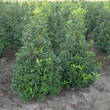 Prunus lusitanica 'Angustifolia'