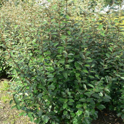Elaeagnus ebbingei