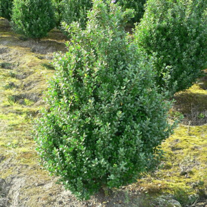 Ilex crenata 'Caroline Upright'