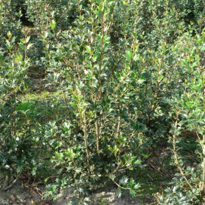 Osmanthus heterophyllus