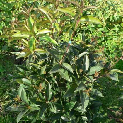Osmanthus yunnanensis