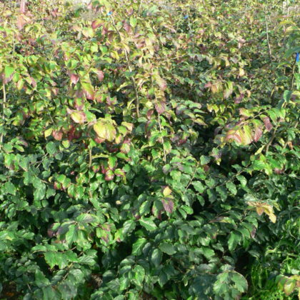 Parrotia persica