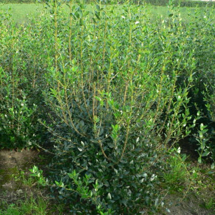 Phillyrea latifolia