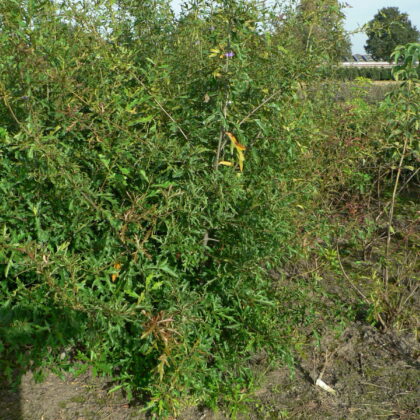 Quercus nigra
