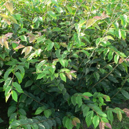 Sycoparrotia semidicidua