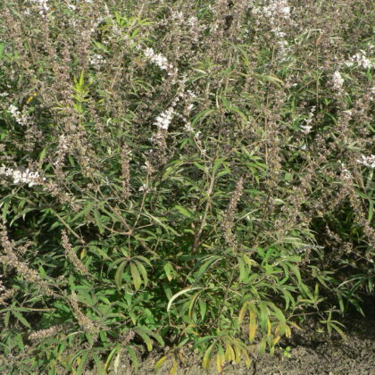 Vitex agnus-castus 'Albus'
