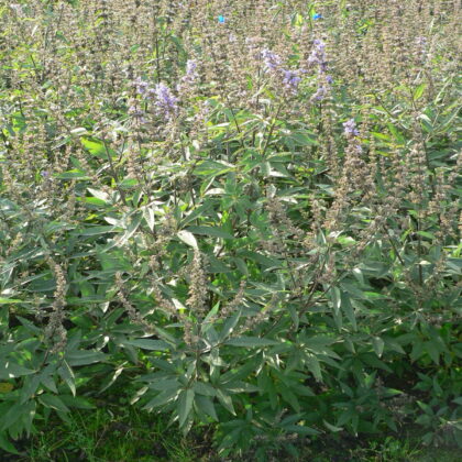 Vitex agnus-castus 'Latifolia'