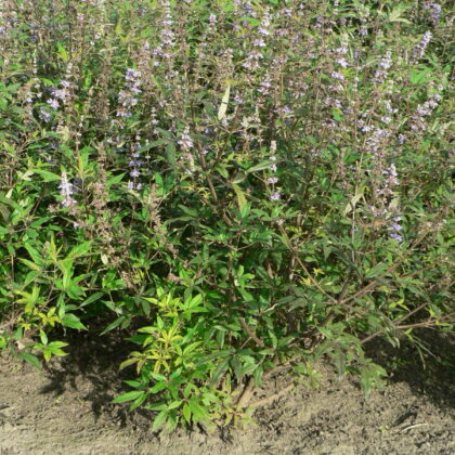 Vitex agnus-castus