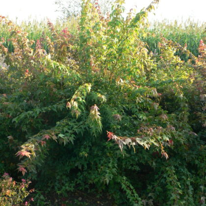 Acer buergerianum