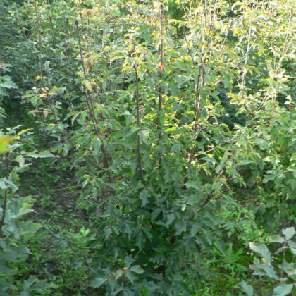 Acer griseum