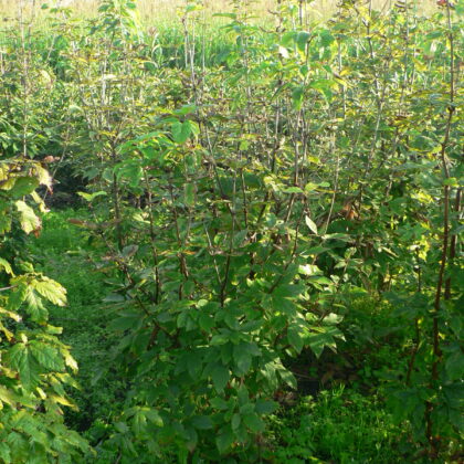 Acer maximowicsianum