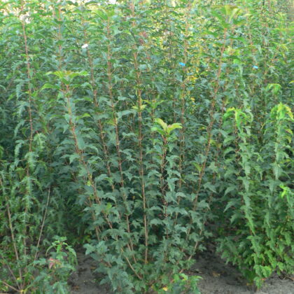 Acer tataricum 'Ginnala'