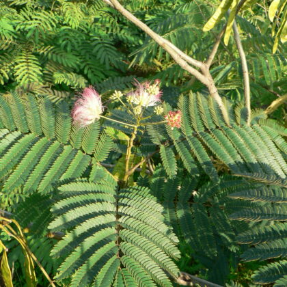 Albizia julibrissin