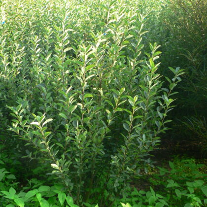 Amelanchier alnifolia 'Smokey'