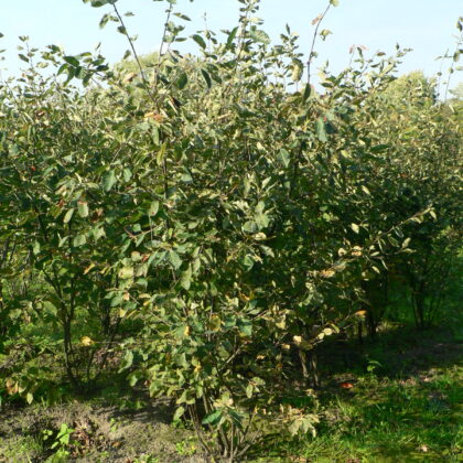 Amelanchier lamarckii