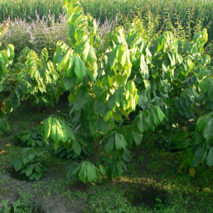Asimina triloba