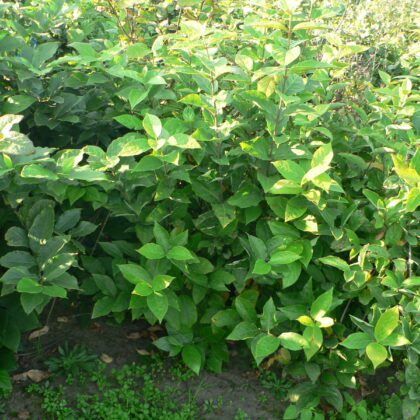 Calycanthus floridus