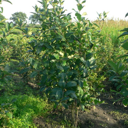 Chionanthus virginicus