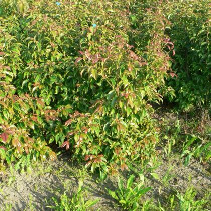 Cornus hongkongensis
