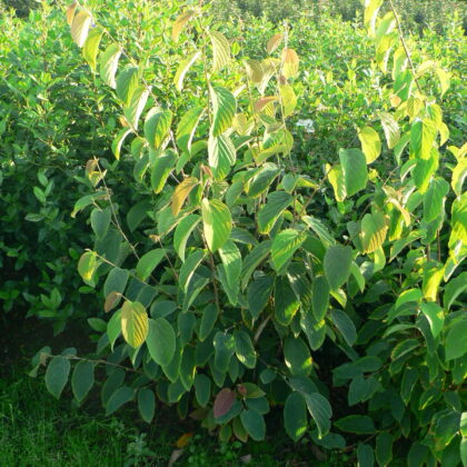 Corylopsis glabrescens