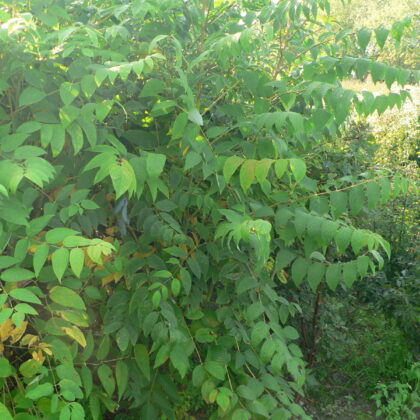 Decaisnea fargesii