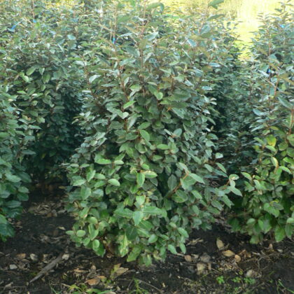 Elaeagnus ebbingei 'Compacta'