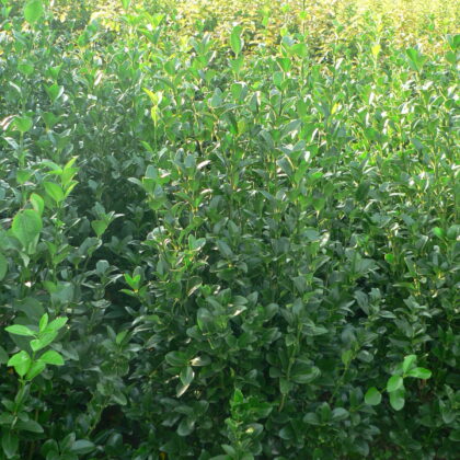 Euonymus japonicus 'Green Millenium' ®