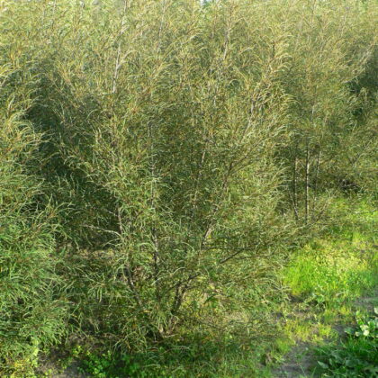 Frangula alnus 'Asplenifolia'