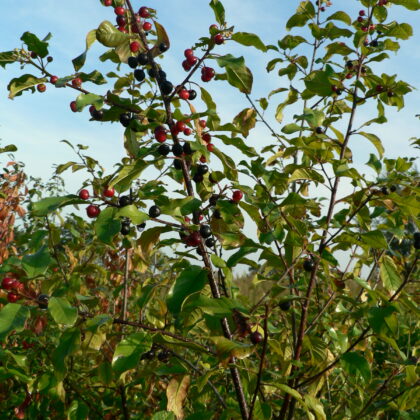Frangula alnus