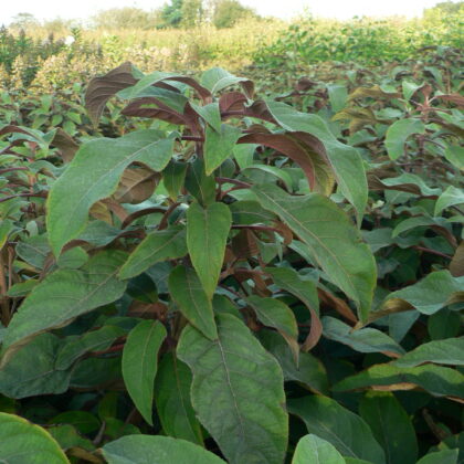 Hydrangea aspera 'Hot Chocolate'