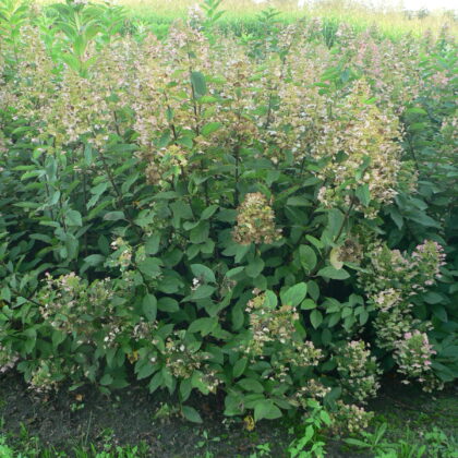 Hydrangea paniculata 'Levana' ®