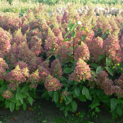 Hydrangea paniculata 'Pinky Winky' ®