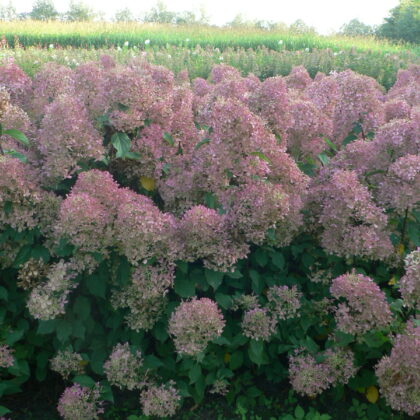 Hydrangea paniculata 'Unique'