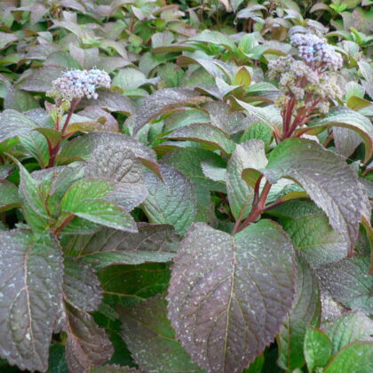Hydrangea serrata 'Veerle' ®