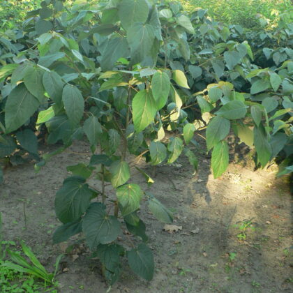 Idesia polycarpa