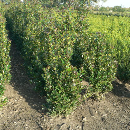 Ilex meserveae 'Heckenblau' ®