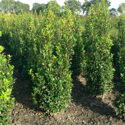 Ilex meserveae 'Heckenstar' ®