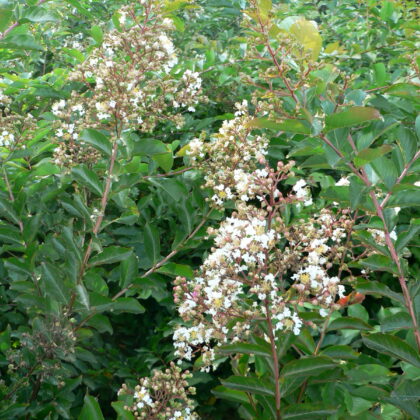 Lagerstroemia 'Natchez'
