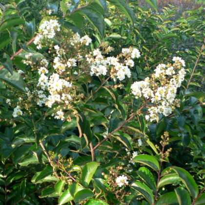 Lagerstroemia indica 'Sarah's Favorite'
