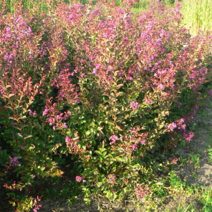 Lagerstroemia indica 'Benoit'