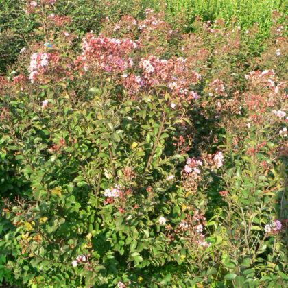 Lagerstroemia indica 'Eveline' ®